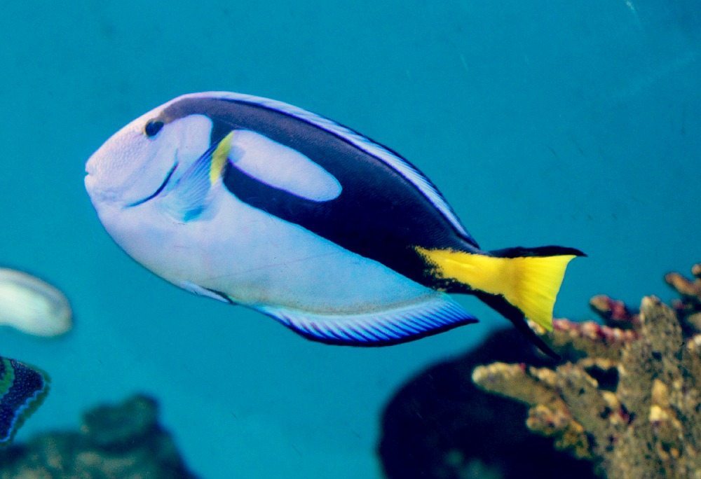 fish
