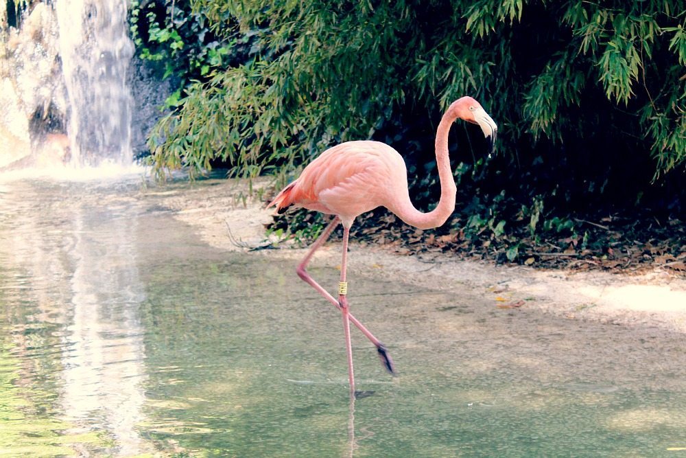 flamingo