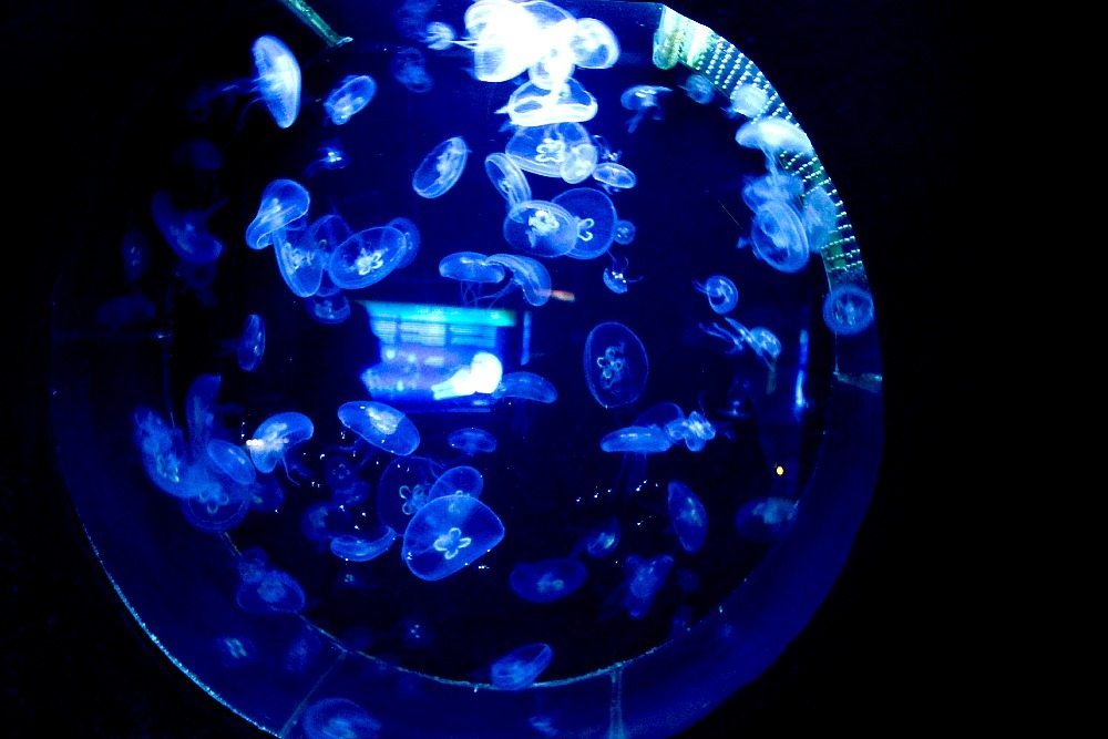 jelly fish