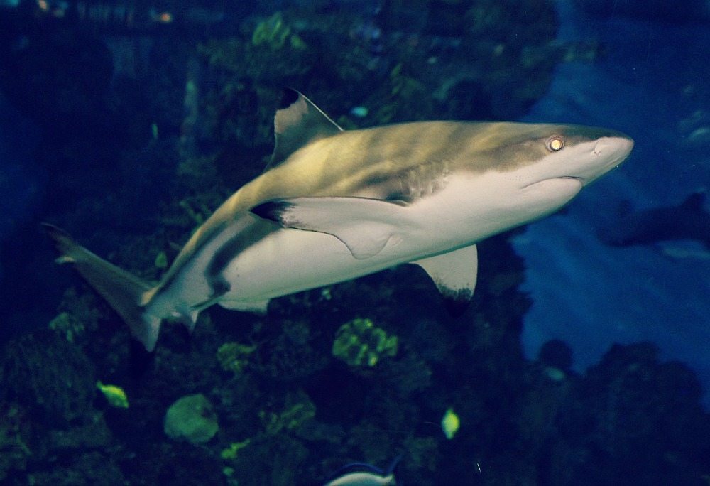 shark