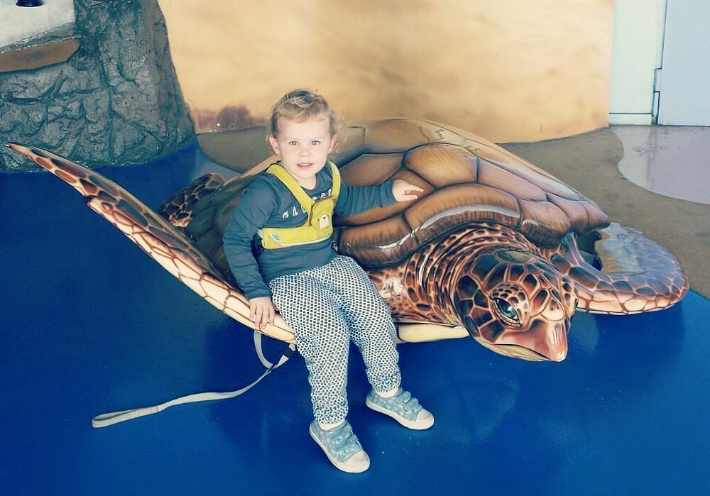 tortoise