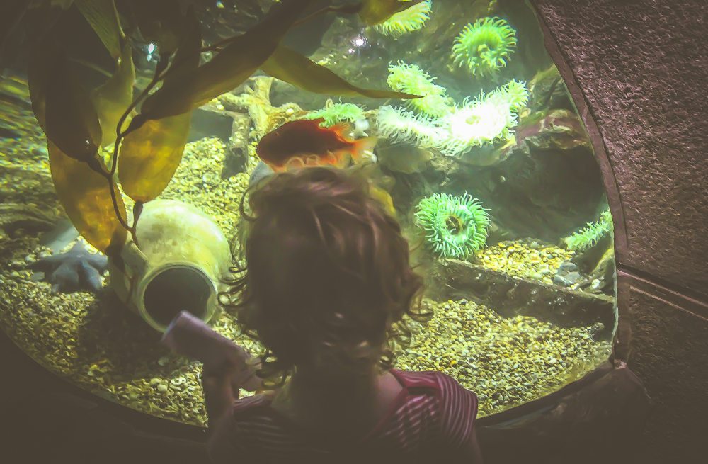 aquarium