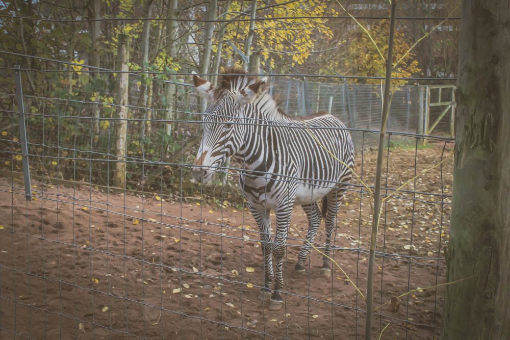 Chessington Christmas Tail